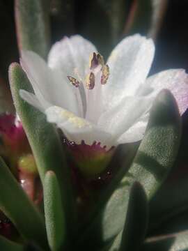 Lewisia glandulosa (Rydb.) Clay resmi