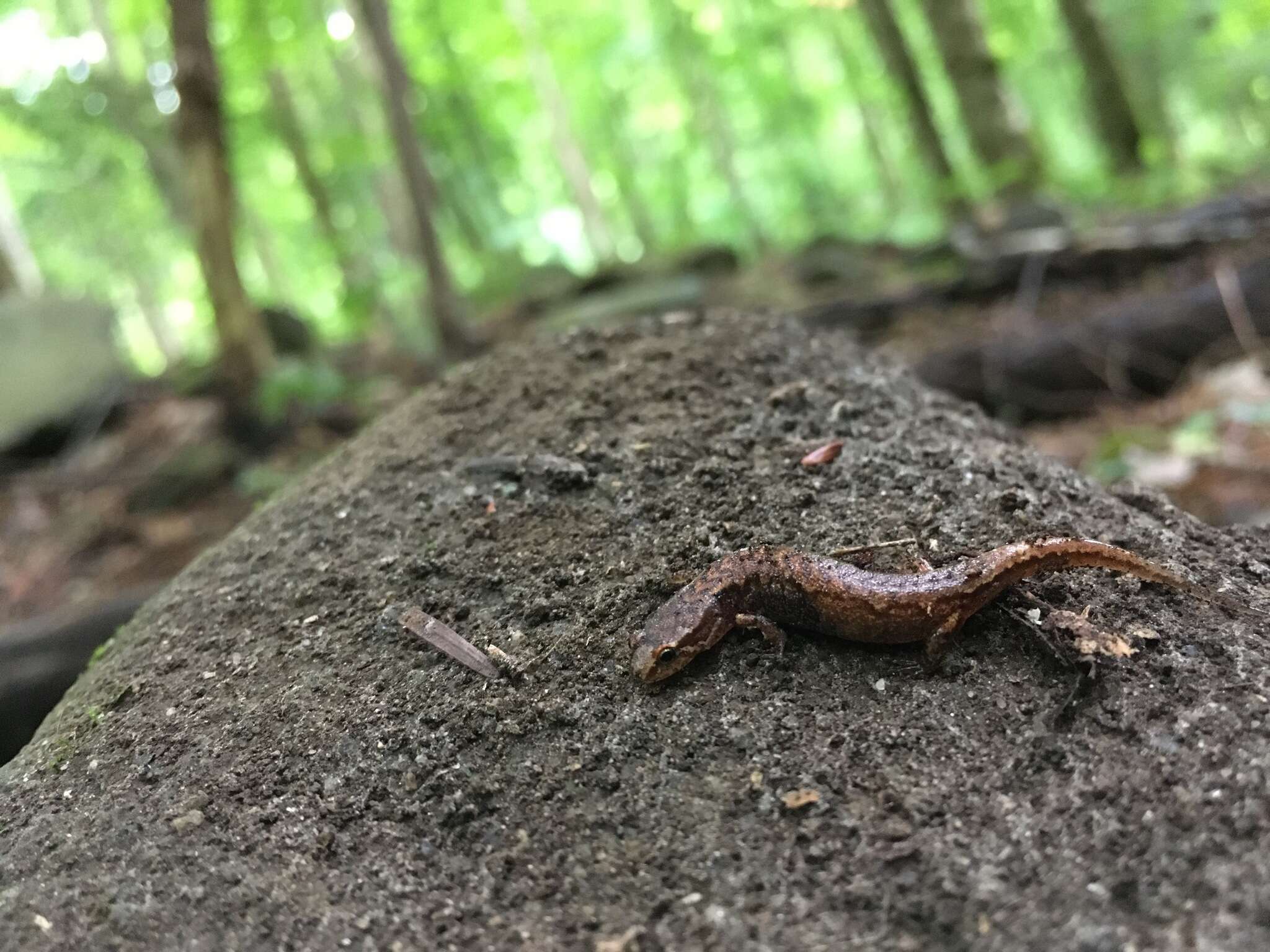 Image of Pygmy Salamander