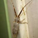 Image of Protomocerus pulcher (Péringuey 1892)
