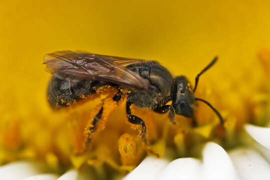 Слика од Lasioglossum versatum (Robertson 1902)