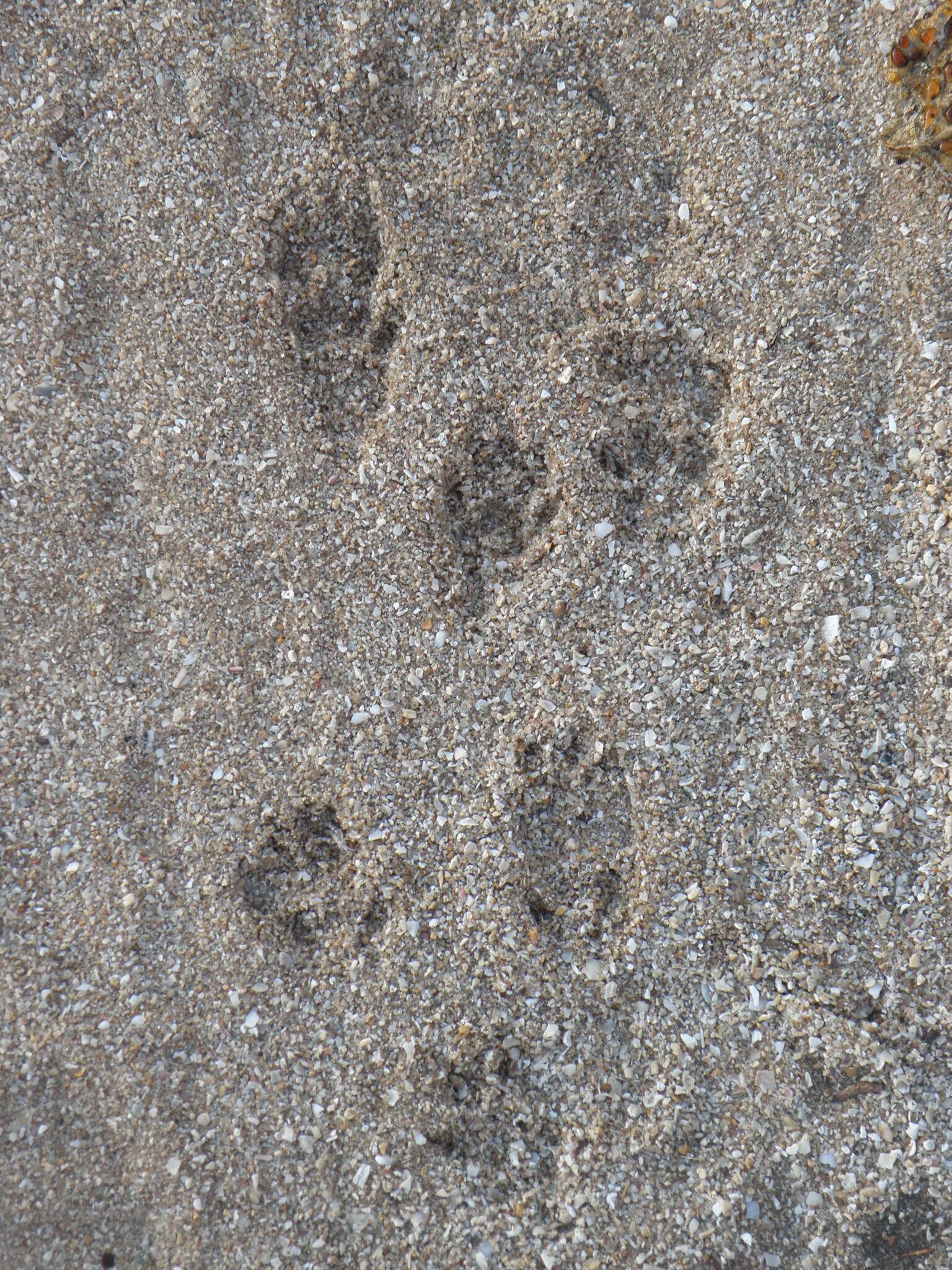 Image of Northern Quoll