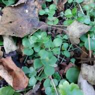 Image of Sedum rhodocarpum Rose