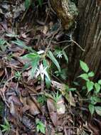 Image de Angraecum mauritianum (Poir.) Frapp.