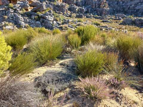 Image of rooibos