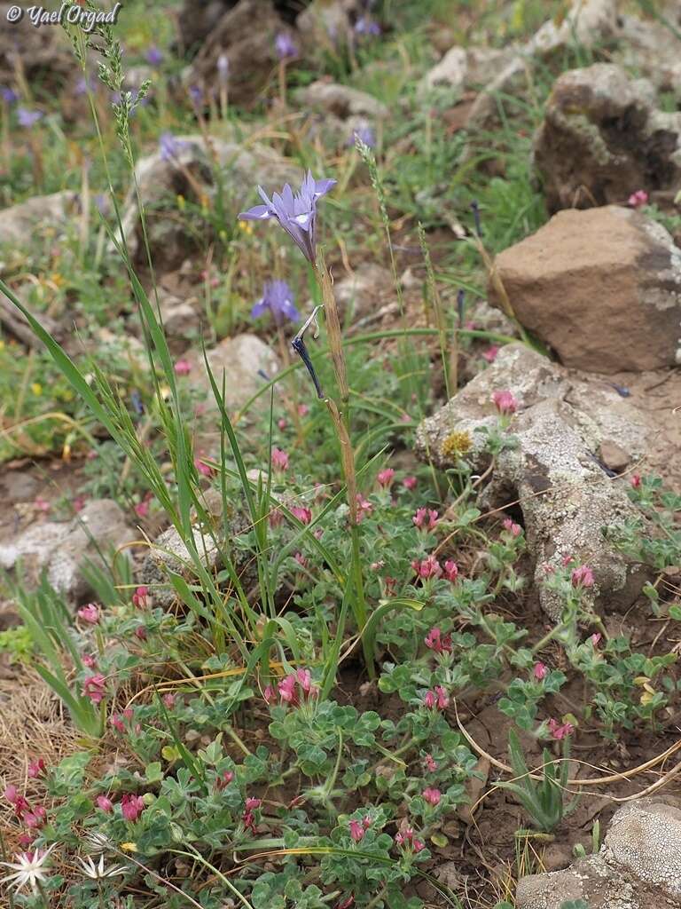 Plancia ëd Trifolium pauciflorum d'Urv.