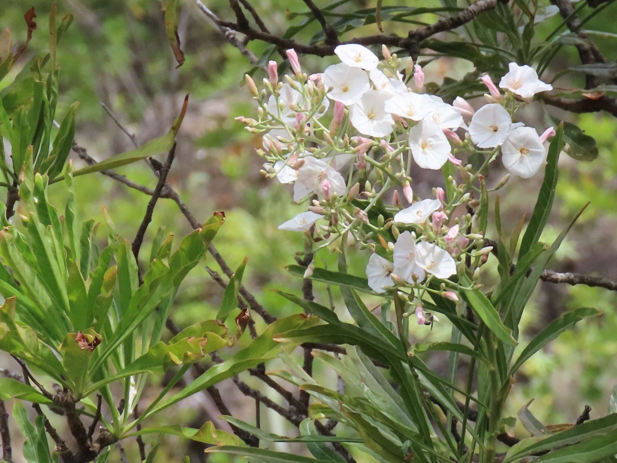 Слика од Convolvulus floridus L. fil.