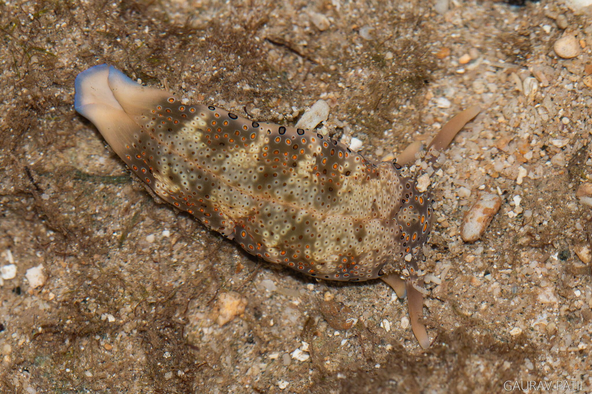 Sivun Plakobranchus ocellatus van Hasselt 1824 kuva