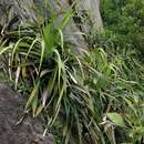 Image of Freycinetia formosana Hemsl.