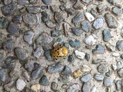 Image of Asian Spotted Tortoise Beetle