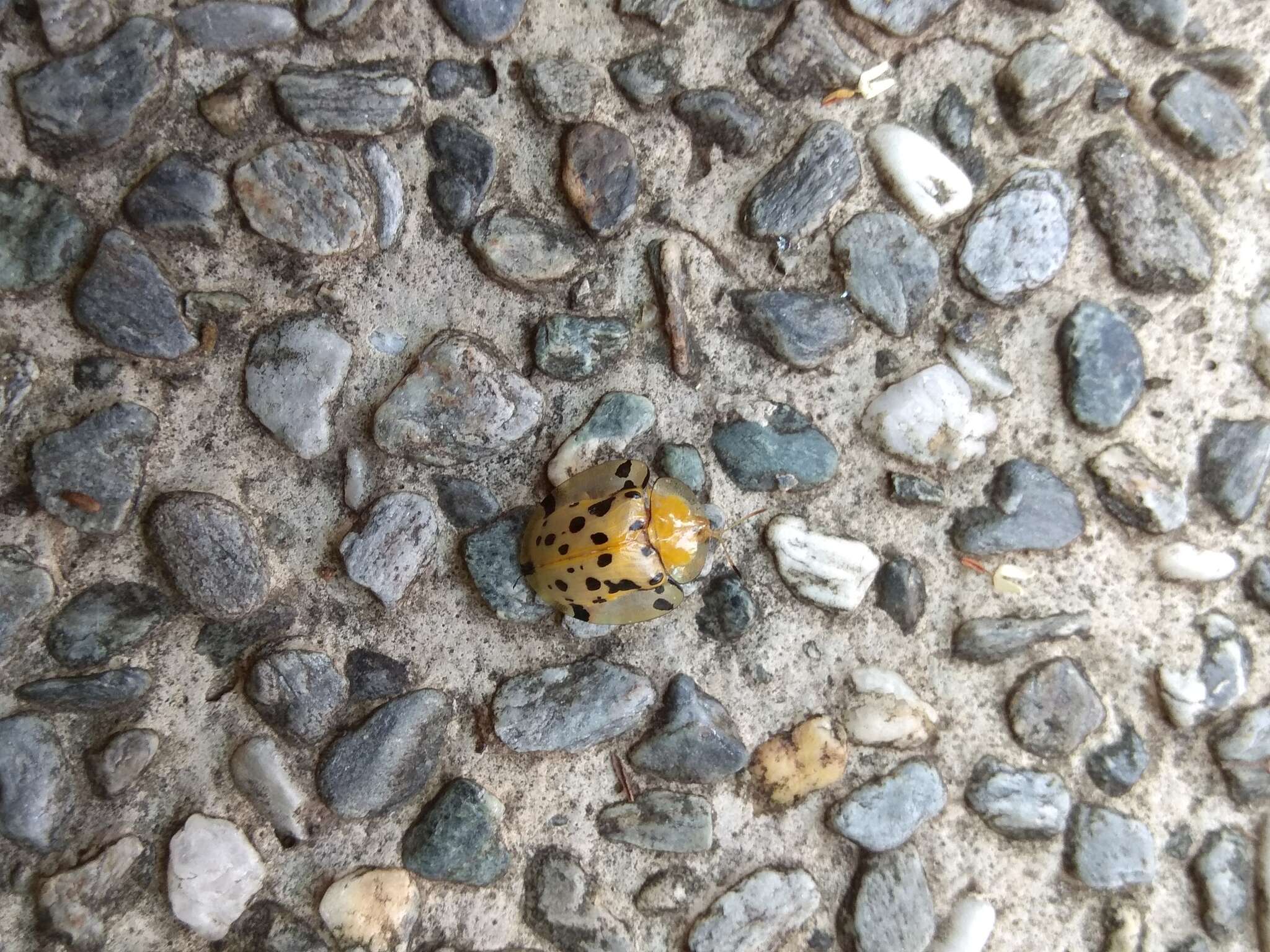 Image of Asian Spotted Tortoise Beetle