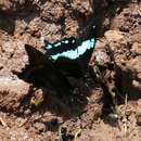 Image of Papilio microps Storace 1952