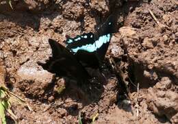 Image de Papilio microps Storace 1952