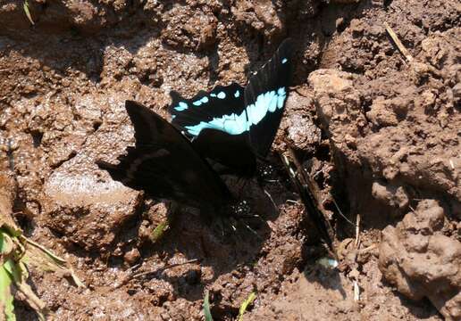 Image of Papilio microps Storace 1952