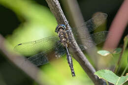 Image of Brush-tipped Emerald