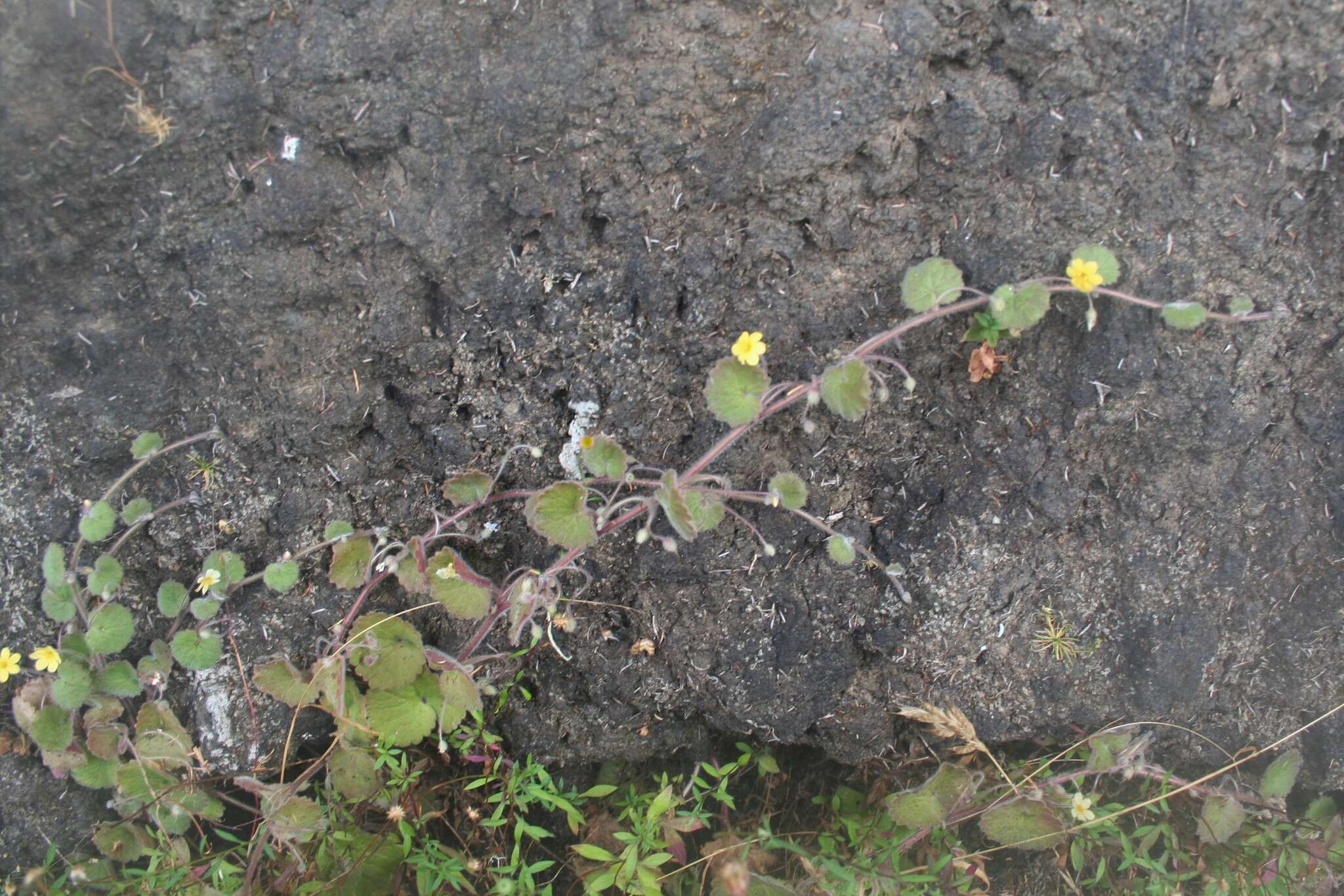 Sibthorpia peregrina L. resmi