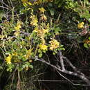 Image of Labichea buettneriana F. Muell.