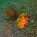 Image of tree coral