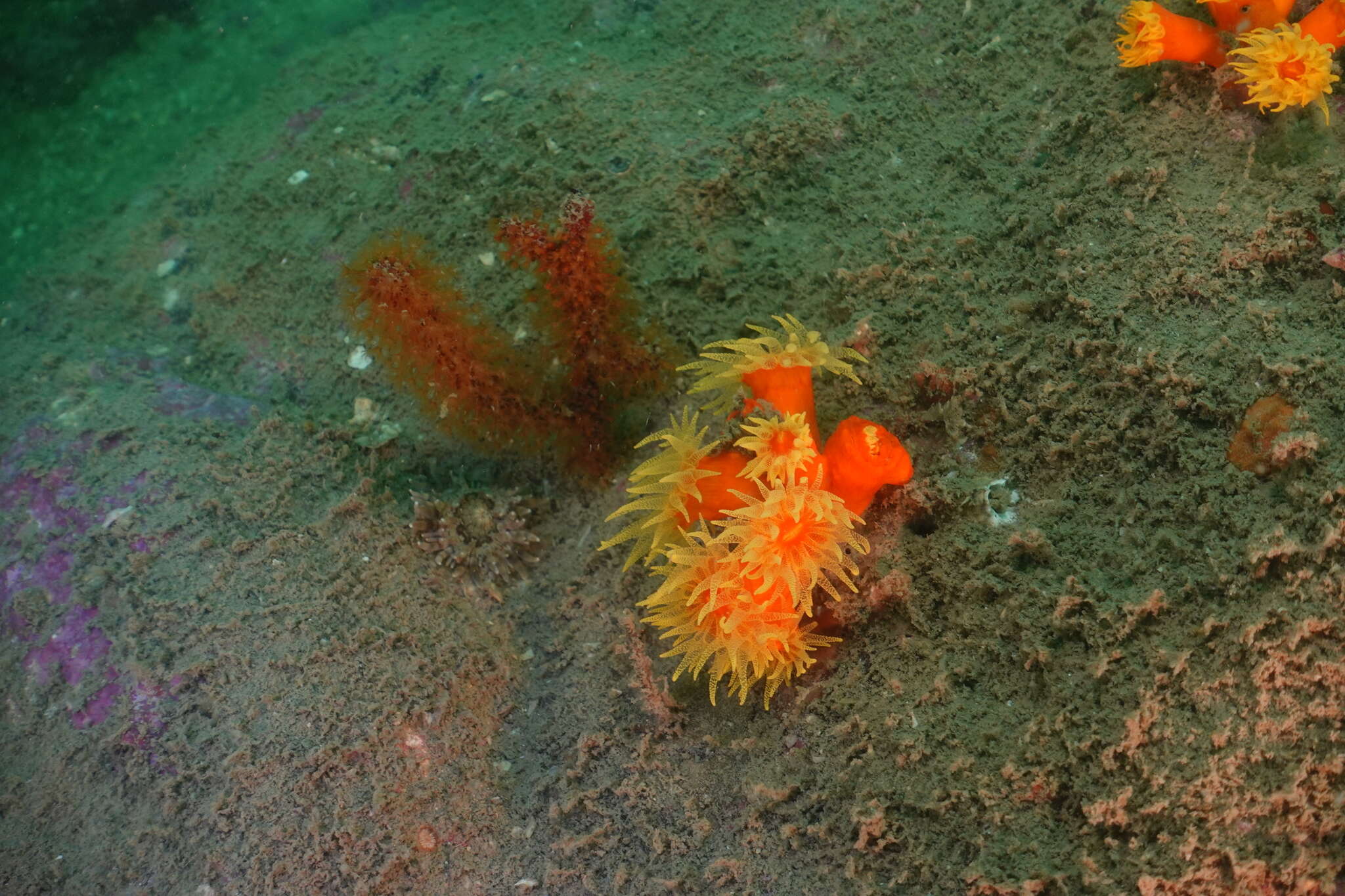 Image of tree coral