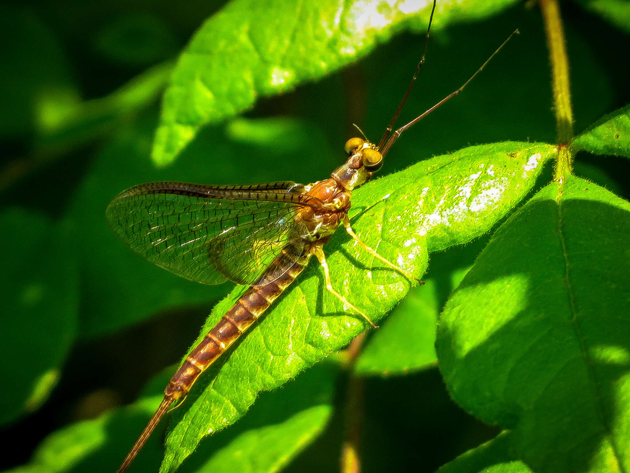 Image of Hexagenia bilineata (Say 1824)