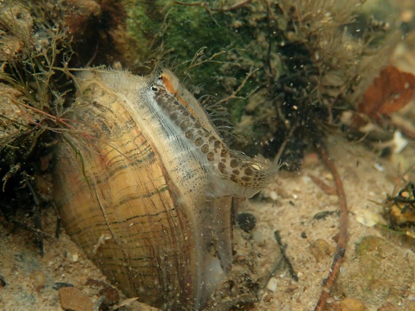 Image of Wavyrayed Lampmussel