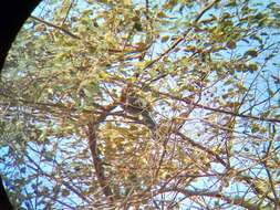 Image of Blue-faced Malkoha