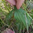 Image de Plantago cornuti Gouan