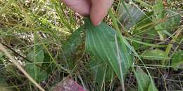 Imagem de Plantago cornuti Gouan