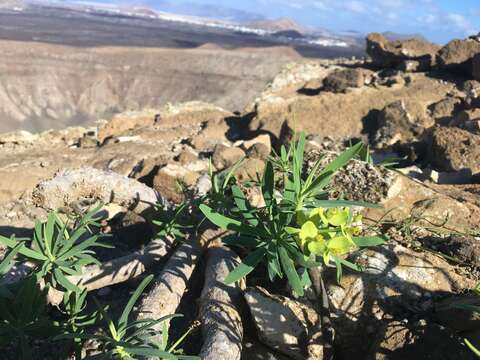 صورة Euphorbia regis-jubae J. Gay