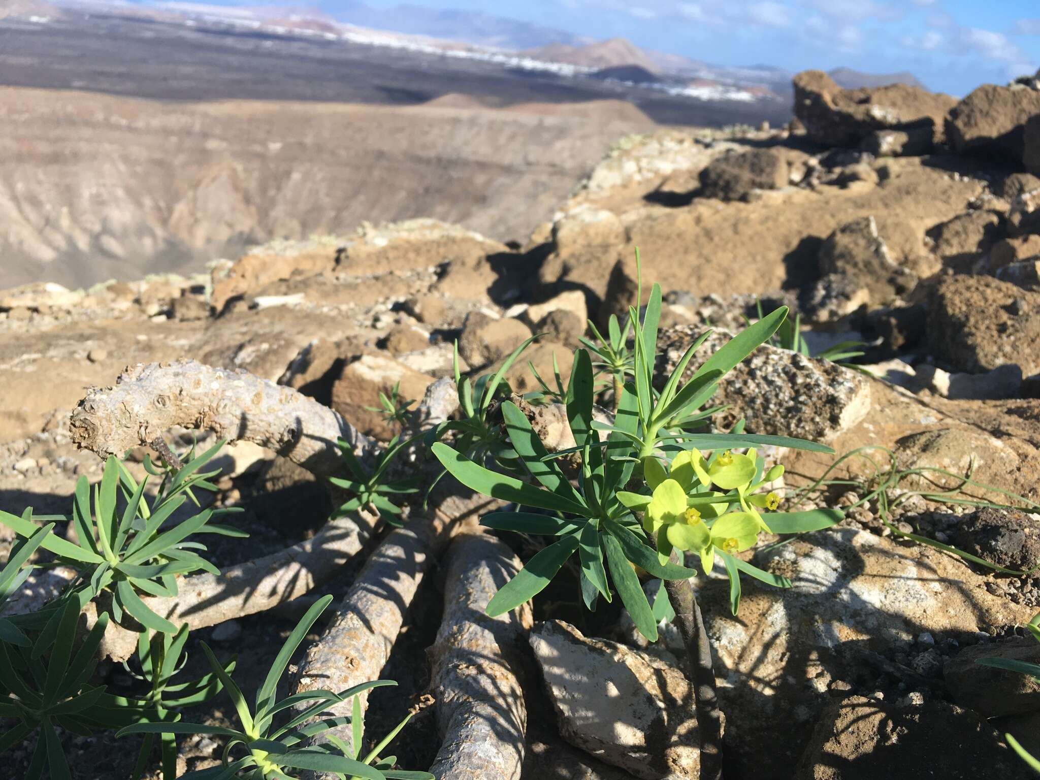 Image de Euphorbia regis-jubae J. Gay