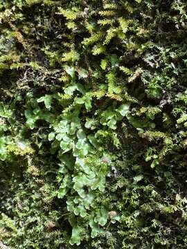 Image of Asterella tenella (L.) P. Beauv.