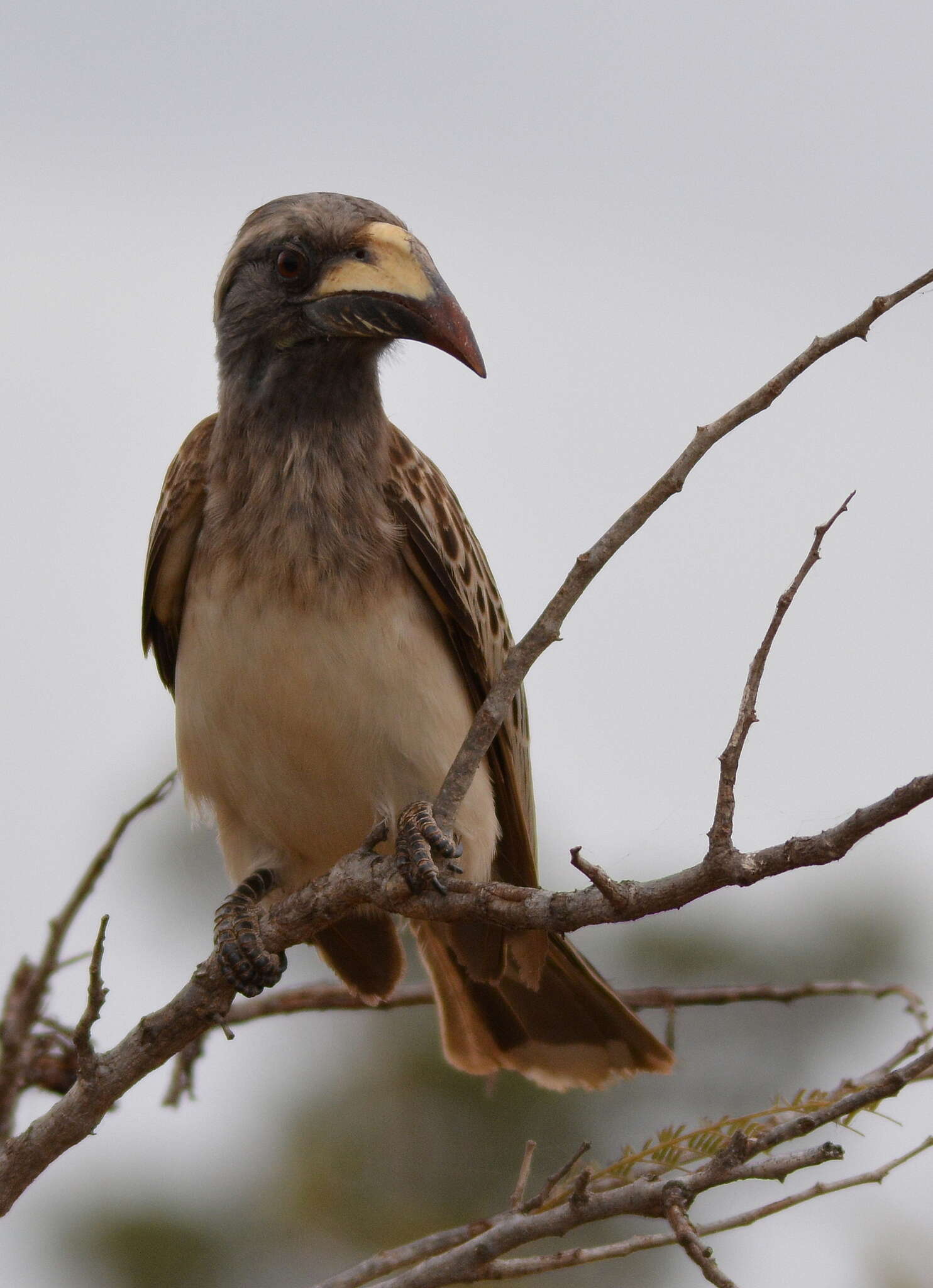 Image of African Grey Hornbill