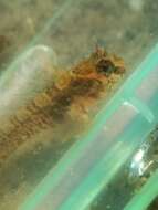 Image of Mussel Blenny