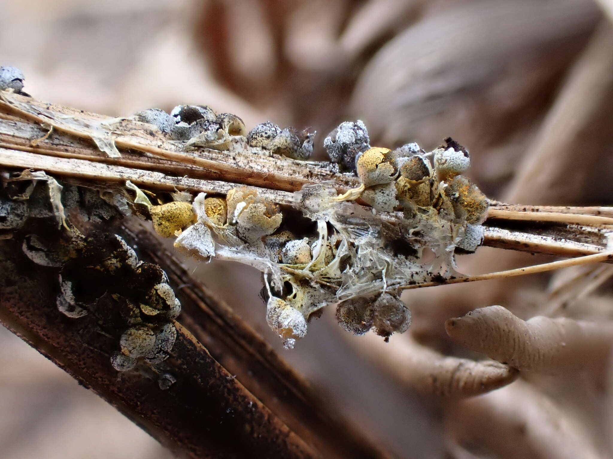 Image of Physarum albescens