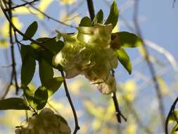 Image of Anchietea pyrifolia A. St.-Hil.