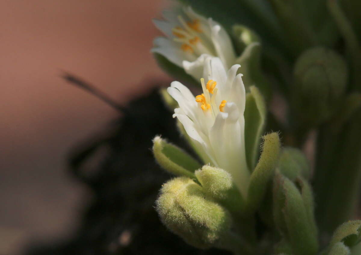 Image of Dichapetalum cymosum (Hook.) Engl.