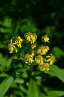 Image of Senecio sarracenicus L.