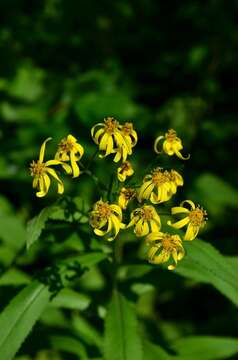 Image of Senecio sarracenicus L.