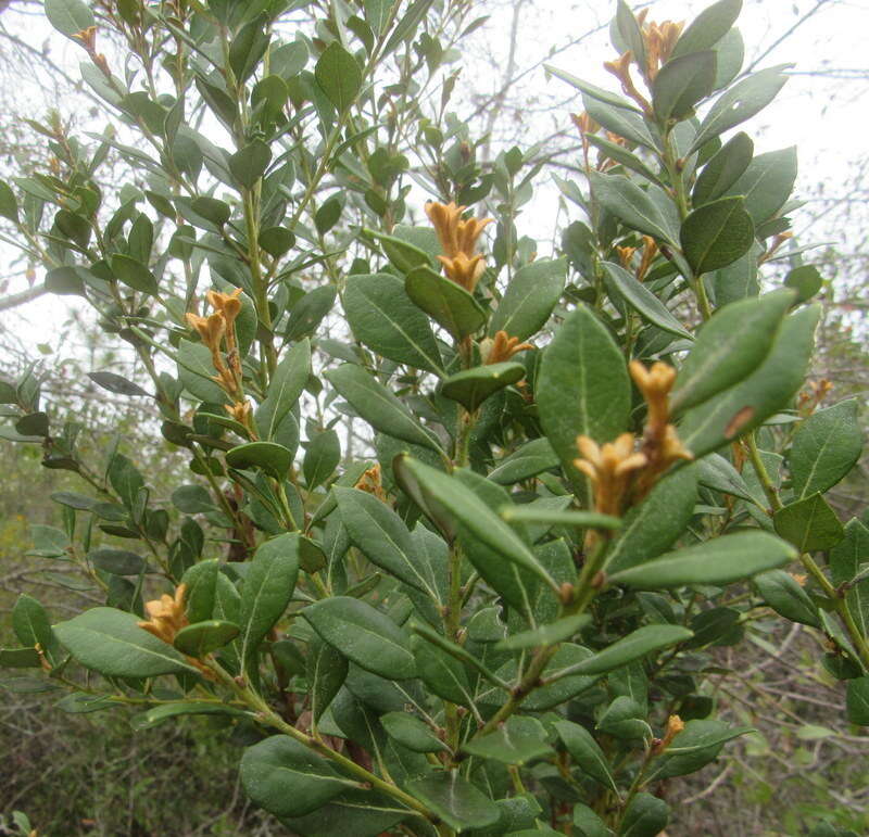 Lyonia ferruginea (Walt.) Nutt.的圖片