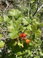 Image of Ribes tortuosum Benth.