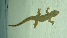 Image of Antilles Leaf-toed Gecko