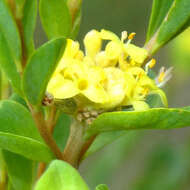 Image of Pimelea flava subsp. flava