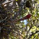 Image of Tillandsia rotundata (L. B. Sm.) C. S. Gardner