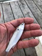 Image of Blueback Mullet