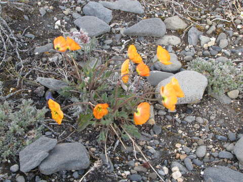 Image of Papaver schamurinii V. V. Petrovskii