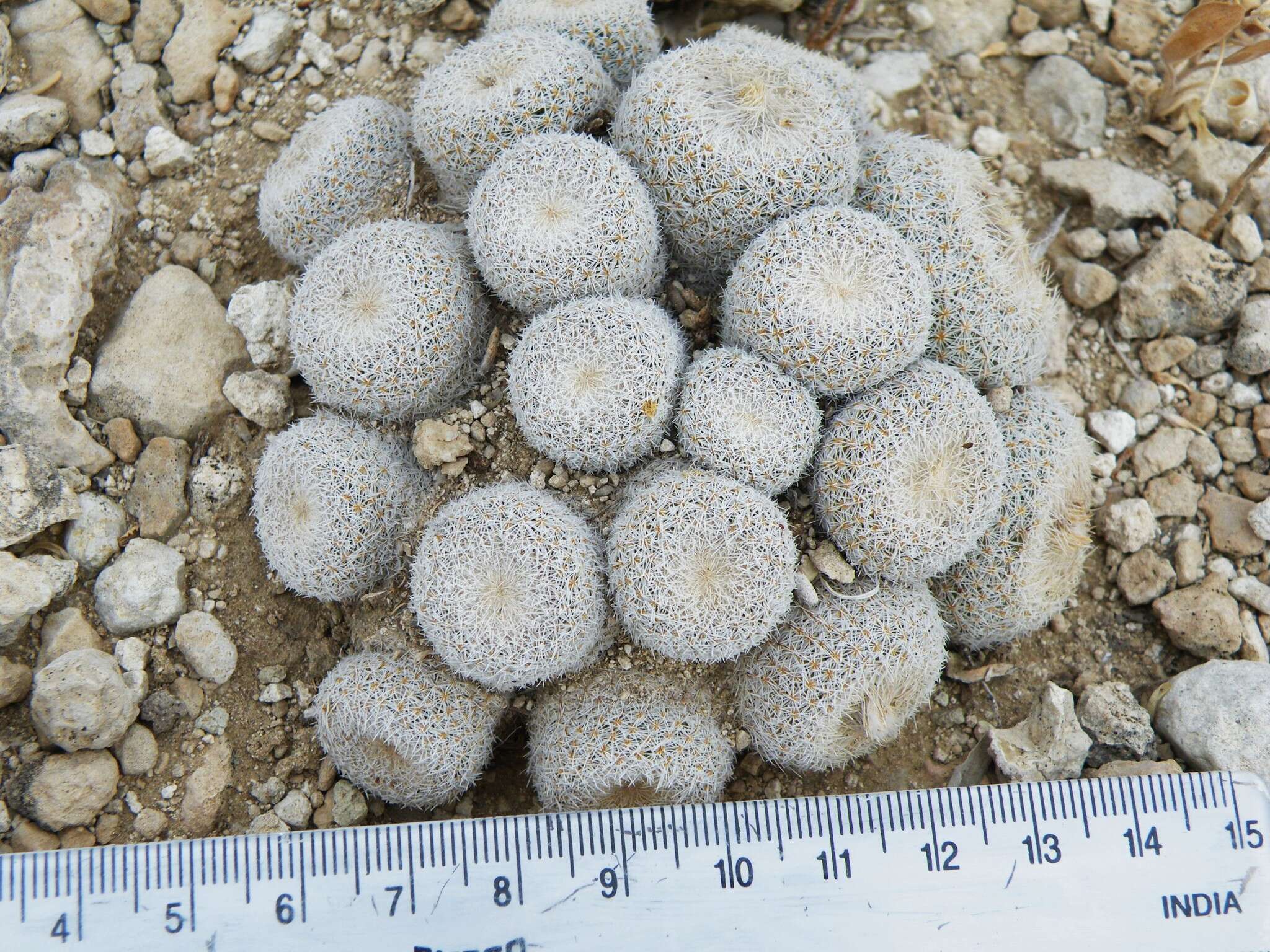 Image of Epithelantha greggii subsp. polycephala