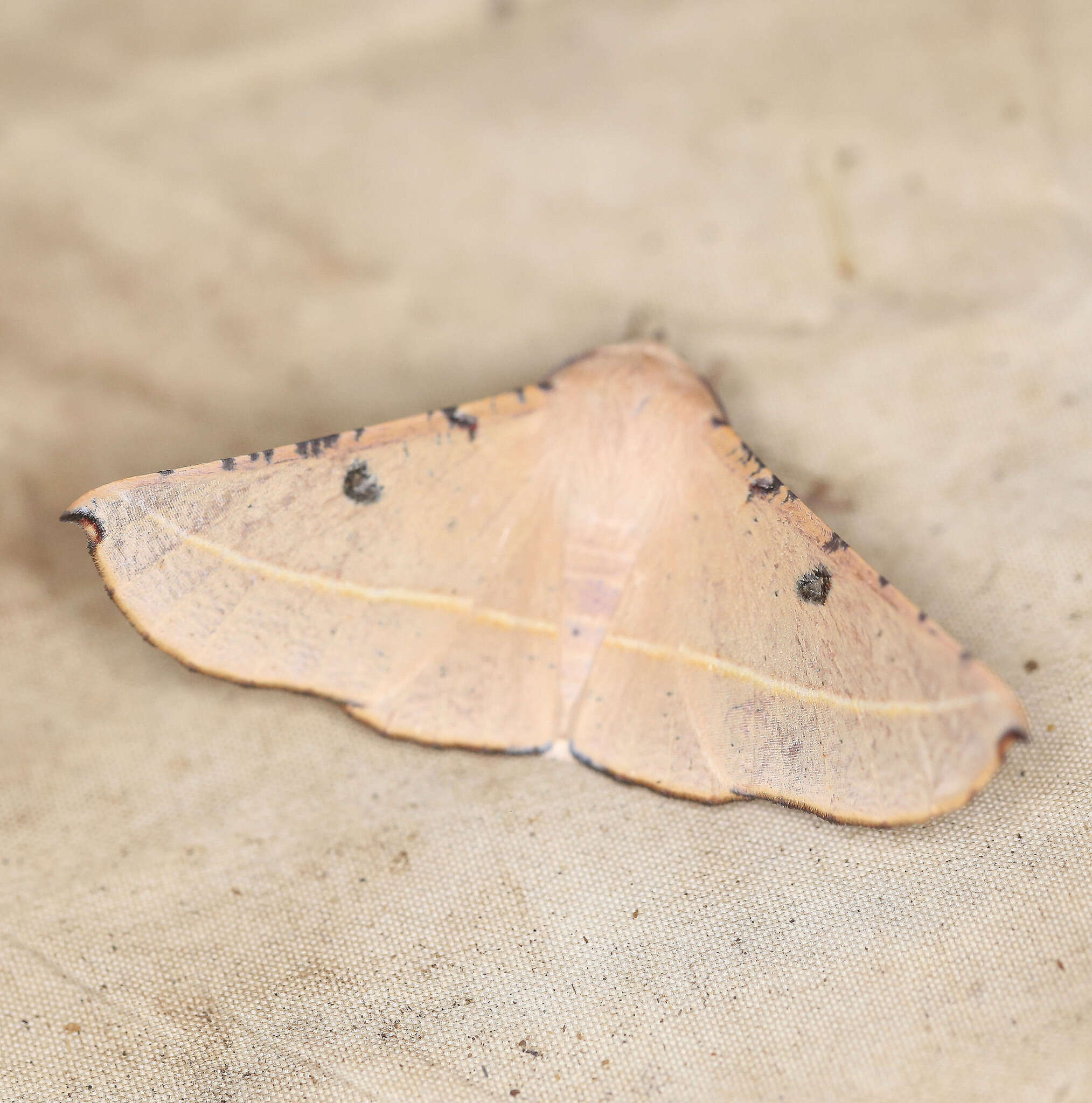 Image of Oenochroma pallida Warren 1898