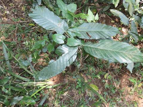 Image of Oxyanthus speciosus subsp. gerrardii (Sond.) Bridson