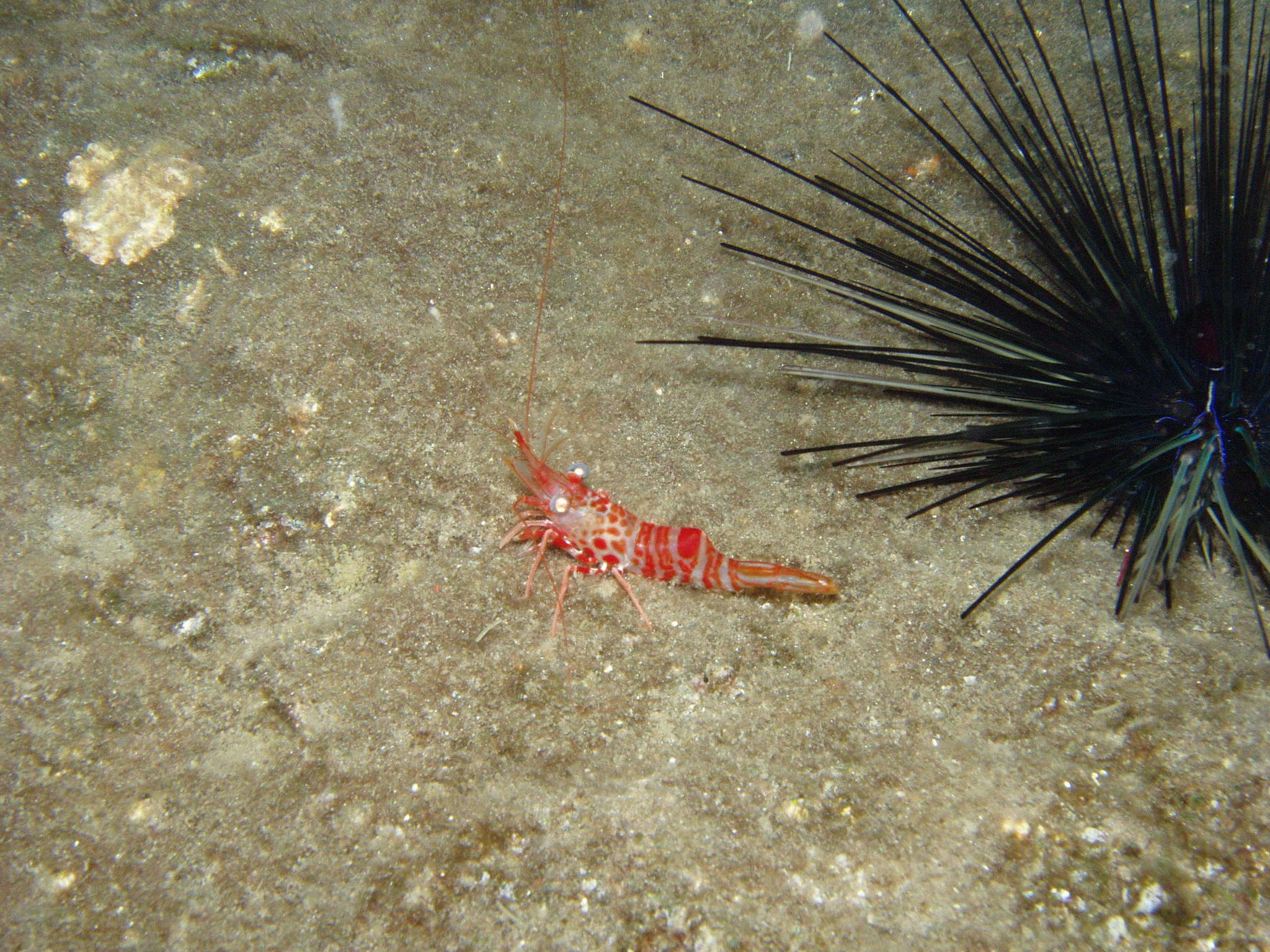 Image of mechanical shrimp