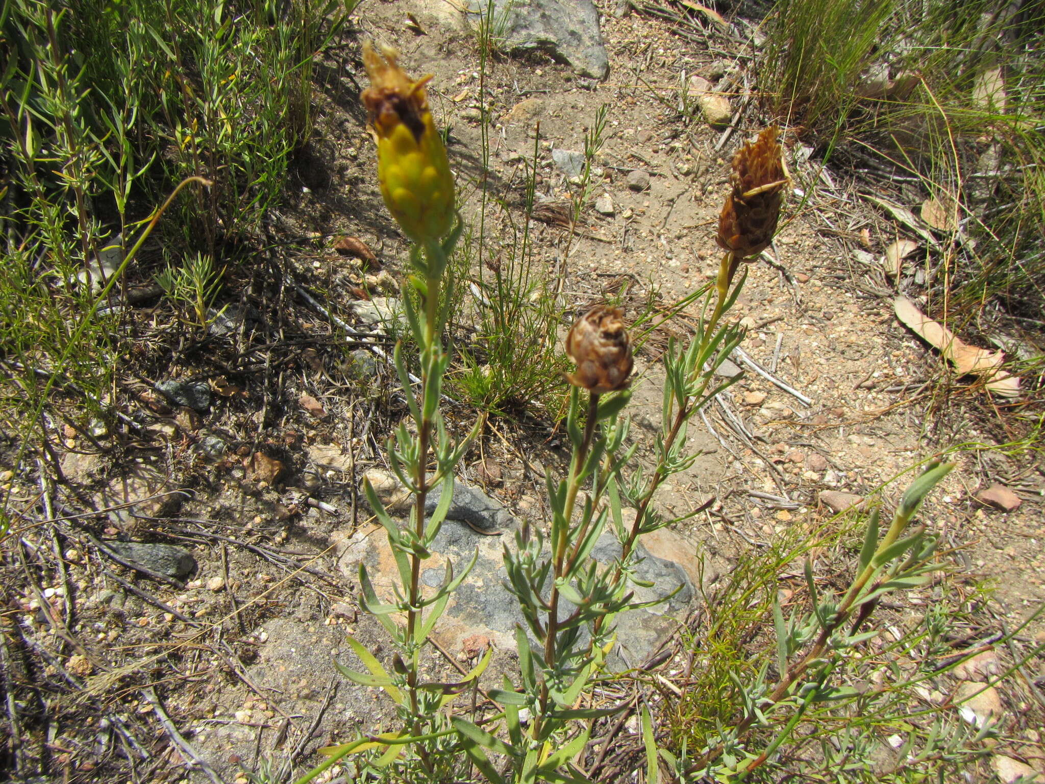 Image of Pteronia centauroides DC.