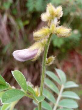 Image of Tephrosia villosa (L.) Pers.